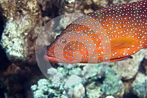 Coral hind (cephalopholis miniata)