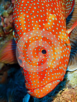 Coral Hind Grouper photo