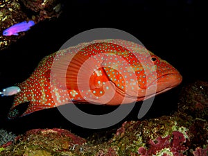 Coral Hind Grouper cephalopholis miniata