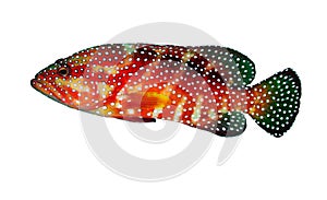 Coral hind grouper photo