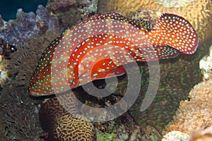 Coral hind is underwater