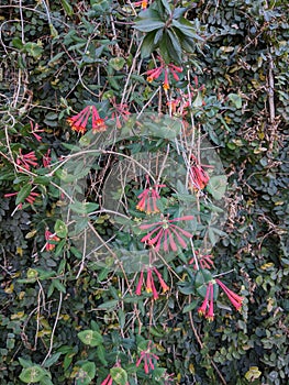 Coral honeysuckle vines