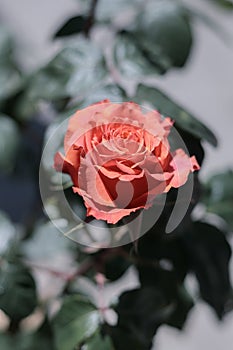 Coral, Hybrid Tea Rose, Floral Background