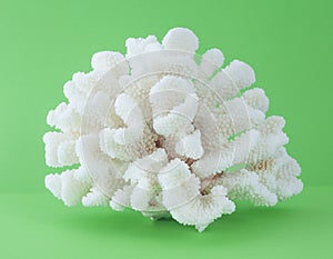 Coral isolated