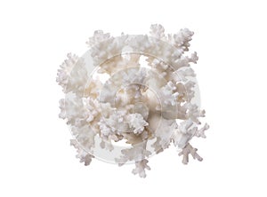 Coral isolated on a white background