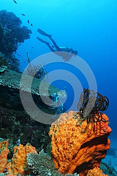 Coral life diving Pacific Ocea