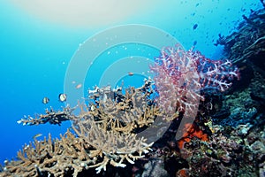 Coral life diving Pacific Ocea