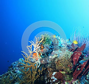 Coral life diving Pacific Ocea