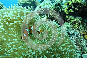 Coral life diving Pacific Ocea