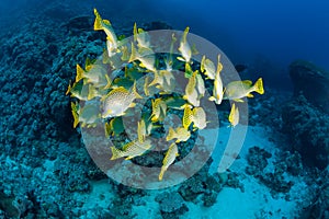 Coral life diving Papua New Guinea Pacific Ocea