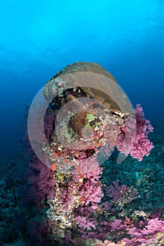 Coral life diving Papua New Guinea Pacific Ocea