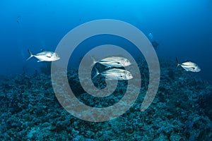 Coral life diving Sudan Soudan