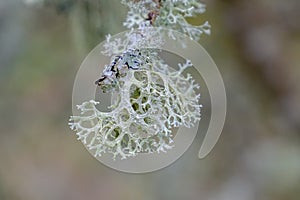 Coral like lichen