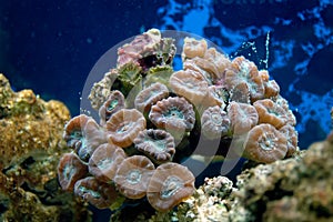 Coral (Lobophyllia sp.)