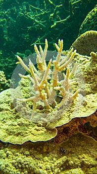 Coral looks like deer`s antlers