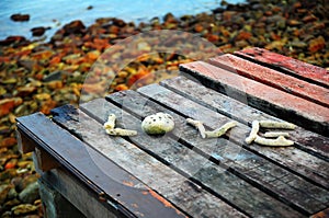 Coral love on the beach