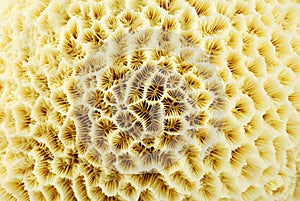 Coral macro