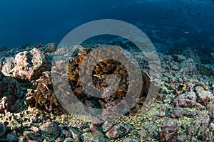 Coral, Malpelo island, scuba diving photo