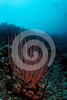 Coral - Maratua atoll