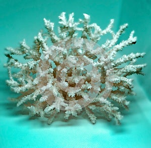 Coral is a marine immobile animal, living in large groups on rocks.