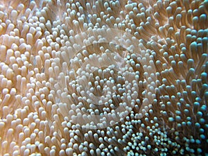 Coral with micro shrimp