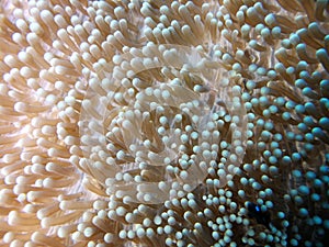 Coral with micro shrimp