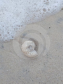 Coral in the middle of the sand beach of Bandengan, Jepara, Central Java, Indonesia photo