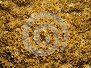 Coral - Montipora sp.