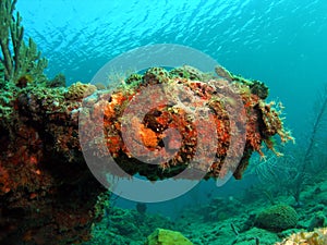 Coral Mound photo