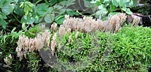 Coral mushrooms (Artomyces pyxidatus) grow in nature