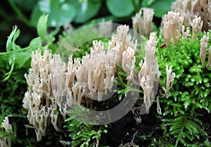 Coral mushrooms (Artomyces pyxidatus) grow in nature