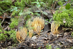 Coral mushrooms, Ramaria eumorpha growing in natural environment