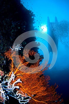 Coral near surface Indonesia Sulawesi photo