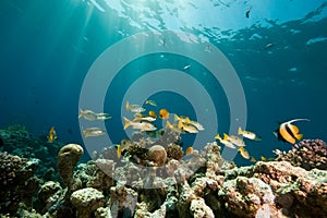 Coral, ocean and fish