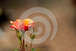 Coral and Orange Rose