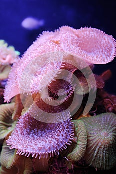 Coral and other inhabitants of the Red Sea