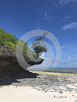 Coral outcrop eroded away by the ocean with a tree on the end