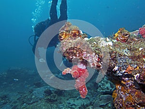 Coral Overhang photo