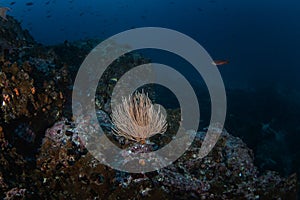 Coral, Pacific ocean, Scuba dive, Malpelo island photo