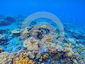 Coral panorama in tropical seashore. Undersea landscape photo