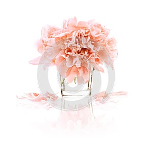 Coral Peonies flowers isolated on white