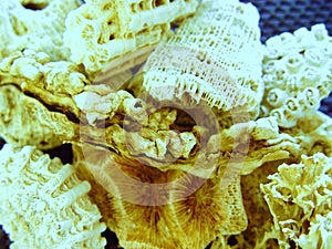 Coral Pieces from North Eastern Australia