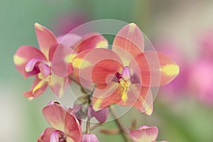 Coral pink color Spathoglottis or Ground orchid flower, soft focus sweet floral image