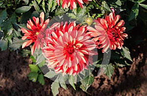 Coral-pink dahlias of the \'Gallery Art Deco\' variety in the garden, top view