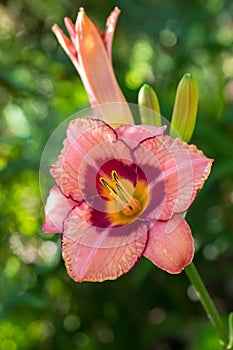 Coral pink flower of Tawny daylily blossoming in the sun