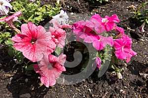 Coral and pink flowers of petunias