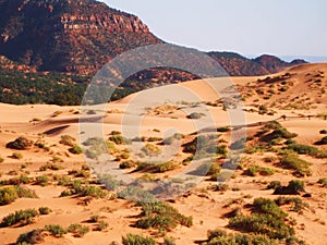 Coral Pink Sand Dunes