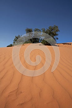 Coral Pink Sand Dunes State Park