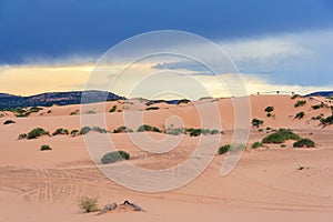 Coral Pink Sand Dunes State Park in Utah at sunset