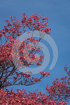 Coral pink of spring blooming dogwood flowers on dogwood tree against a clear blue sky, as a background, springtime in the Pacific